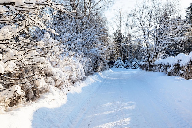 Besneeuwde landweg tussen haag in dorp