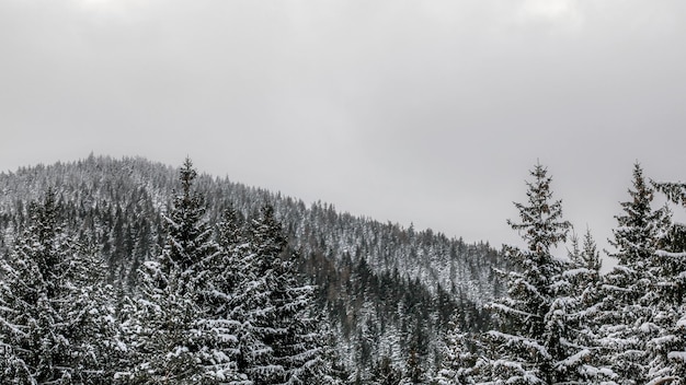 Besneeuwde naaldboomtoppen op grijze bewolkte dag, heuvel met bos op de achtergrond.