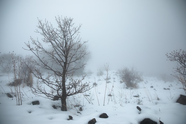 Besneeuwde natuur met mist