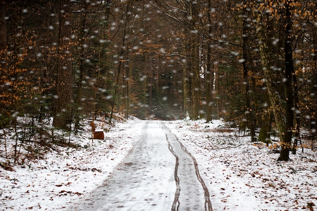 Foto besneeuwde paden