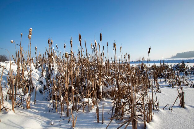 Besneeuwde planten in het winterseizoen