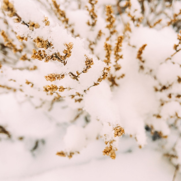 Besneeuwde planten