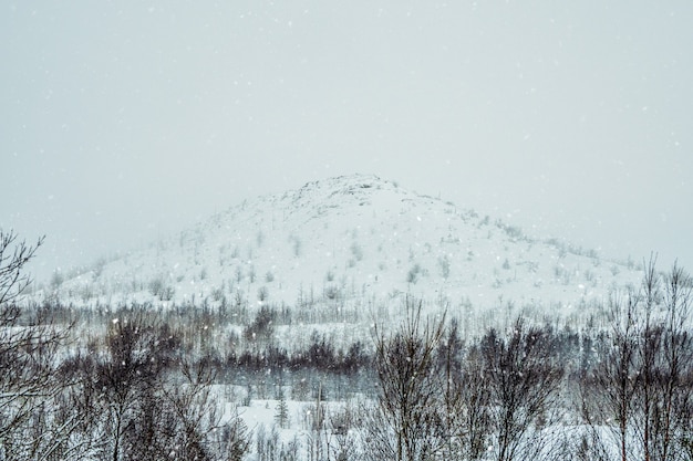 Besneeuwde poolheuvel met zeldzame vegetatie. monchegorsk. rusland.