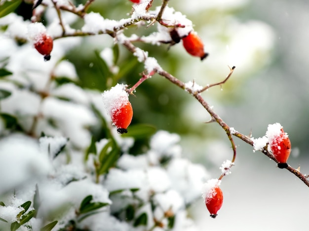 Besneeuwde rode bessen hondsroos in de tuin