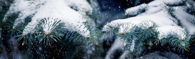 Besneeuwde spar tijdens sneeuwval Een besneeuwde tak sparren