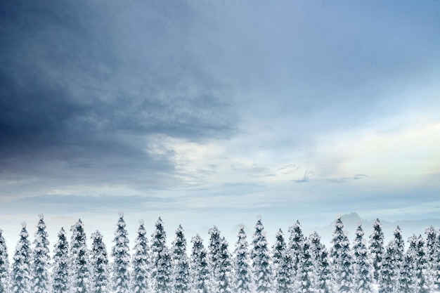 Besneeuwde sparren met blauwe hemelachtergrond