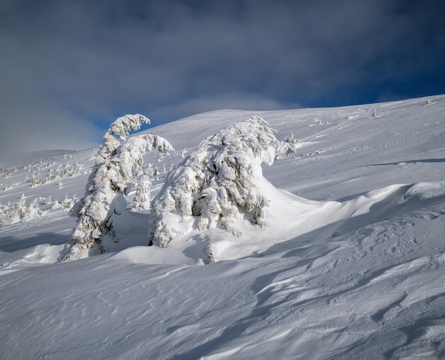 Besneeuwde sparren op besneeuwde bergplateau toppen met sneeuw kroonlijsten in verre prachtige zonnige dag op pittoreske mooie Alpen ridge