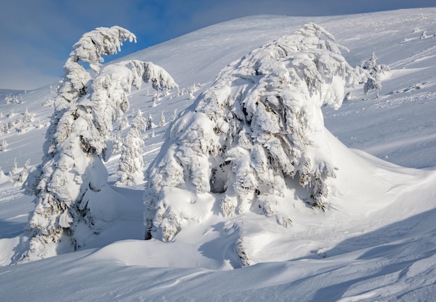 Besneeuwde sparren op besneeuwde bergplateau toppen met sneeuw kroonlijsten in verre prachtige zonnige dag op pittoreske mooie Alpen ridge