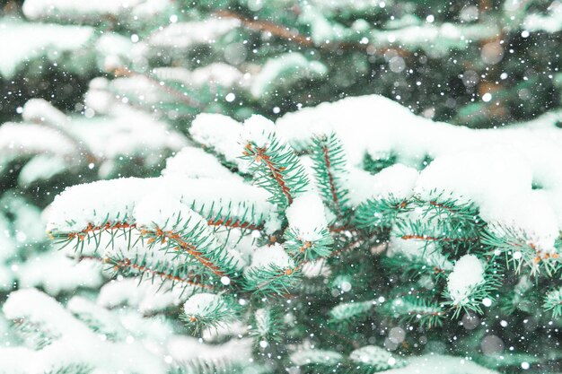 Besneeuwde sparren takken close-up. Natuurlijke winterachtergrond.