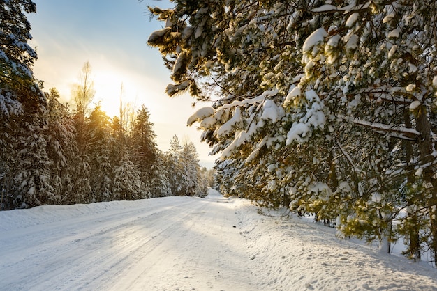 Besneeuwde straat omgeven door pijnbomen