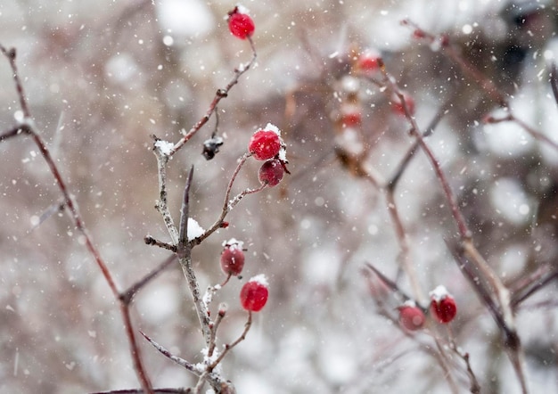 Besneeuwde takken met rode bessen Het sneeuwt