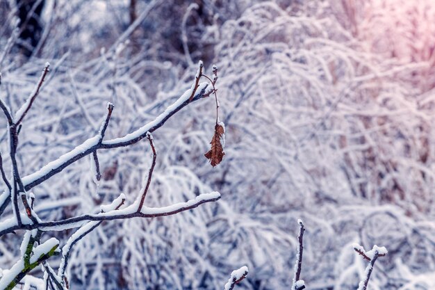 Besneeuwde takken van bomen en struiken in het bos bij zonsopgang