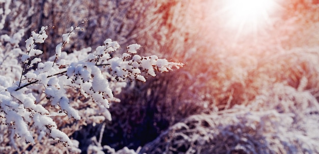 Foto besneeuwde takken van planten in het bos in de ochtend tijdens zonsopgang