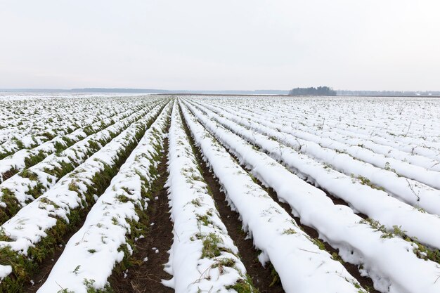 Besneeuwde voren van wortelen