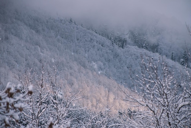 Besneeuwde vuren bomen in de bergen