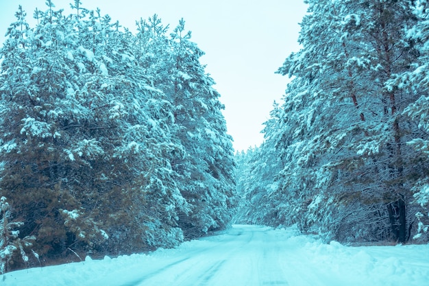 Besneeuwde weg in het dennenbos