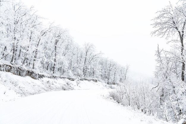 Besneeuwde weg in winterbos