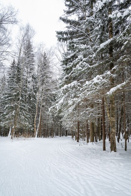 Besneeuwde weg met skisporen in winterbos