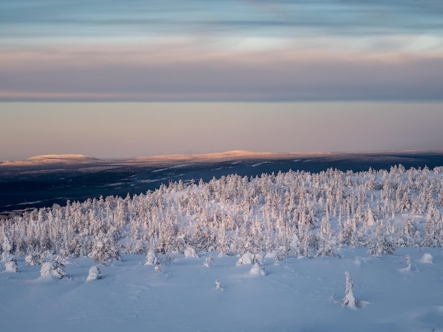 Besneeuwde winter achtergrond Mooie ijzige winterochtend in een poolbos beplakt met sneeuw Arctische harde natuur Zonsopgang boven de poolheuvel