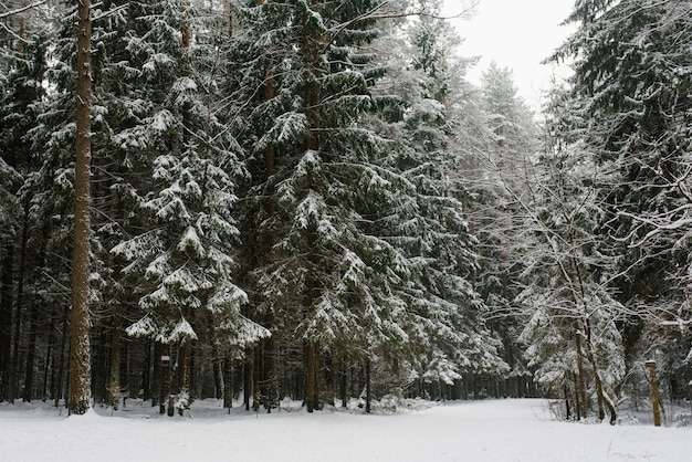 Besneeuwde winter bos