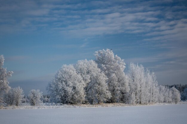 Besneeuwde winter buiten de stad