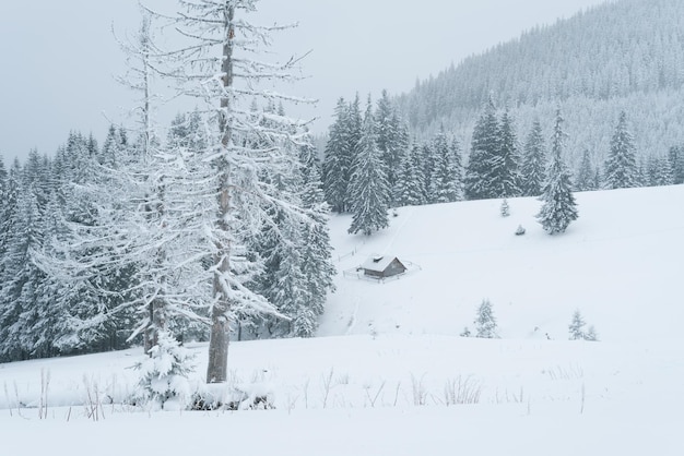 Besneeuwde winter in een bergbos