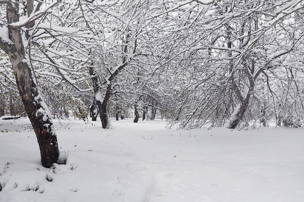 Besneeuwde winter park en banken. Park en pier voor het voeren van eenden en duiven. De eerste sneeuw bedekte het herfstpark.