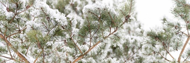 Besneeuwde winterseizoen in de natuur verse ijzige bevroren sneeuw en sneeuwvlokken bedekt sparren of spar of dennenboom takken op ijzige winterdag in bos of tuin koud weer kersttijd banner