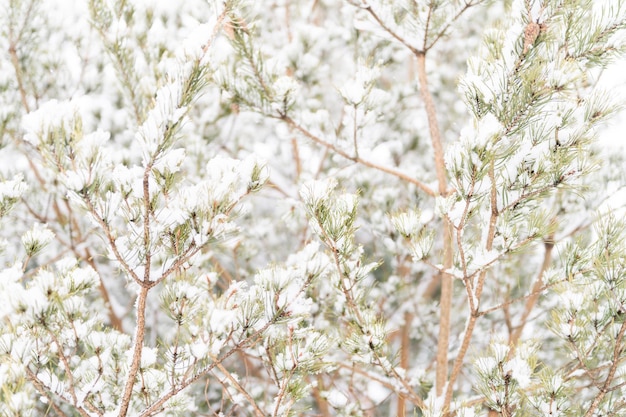Besneeuwde winterseizoen in de natuur verse ijzige bevroren sneeuw en sneeuwvlokken bedekt sparren of sparren of dennenboom takken op ijzige winterdag in bos of tuin koud weer kersttijd