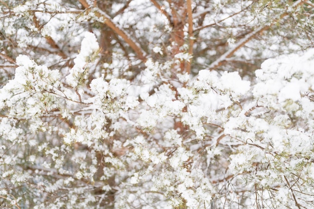 Besneeuwde winterseizoen in de natuur verse ijzige bevroren sneeuw en sneeuwvlokken bedekt sparren of sparren of dennenboom takken op ijzige winterdag in bos of tuin koud weer kersttijd