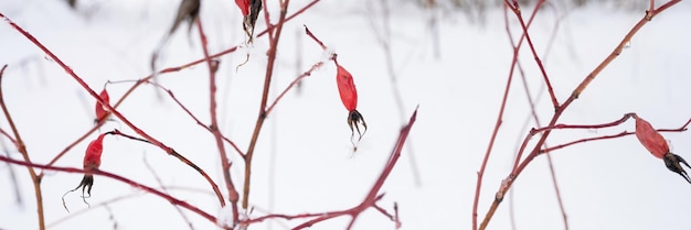 Besneeuwde winterseizoen in de natuur verse ijzige bevroren sneeuw en sneeuwvlokken bedekt takken van rozenbottelstruik rode vruchten bessen op ijzige winterdag in bos of tuin koud weer kersttijd banner