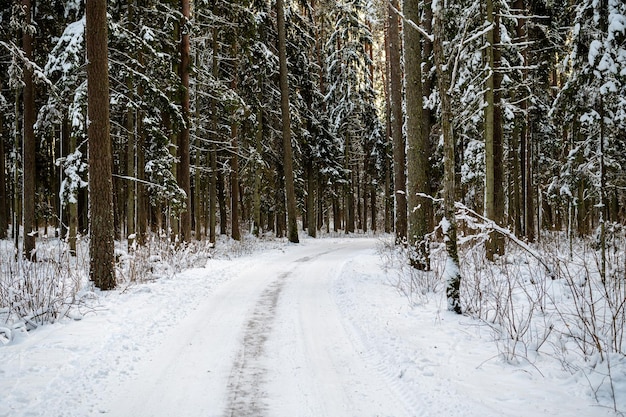 Besneeuwde winterweg door een dennenbos