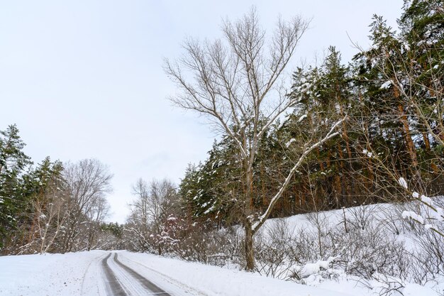 Besneeuwde winterweg in een bergbos