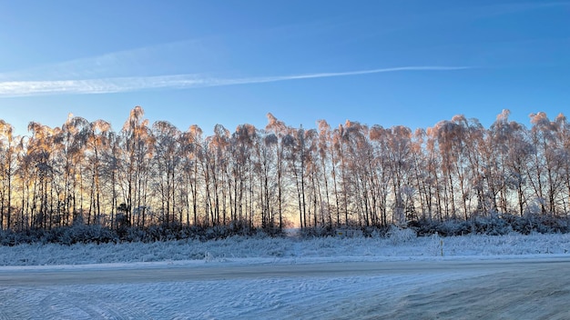 Besneeuwde winterweg met bomen op de achtergrond