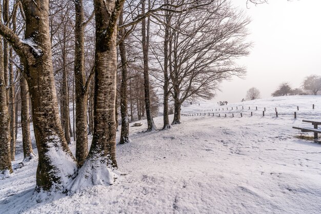 Besneeuwde zonsopgang naast bomen op de picknickplaats naast het toevluchtsoord van de berg Aizkorri in Gipuzkoa. Besneeuwde landschap door wintersneeuw