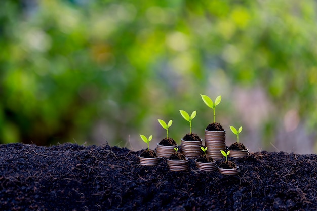 Besparingen groei concept, plant ontspruiten uit de grond