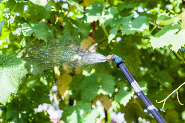 Foto besproeien van wijngaard door pesticide