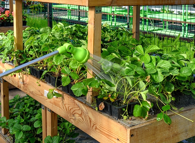 Besproeiingsslang, spuitpistool voor het bewateren van planten in de tuin. Tuinaardbeien water geven in het tuincentrum.