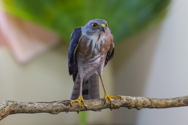 Besra of Little Sparrow Hawks (Accipiter-virgatus) die zich op tak bevinden