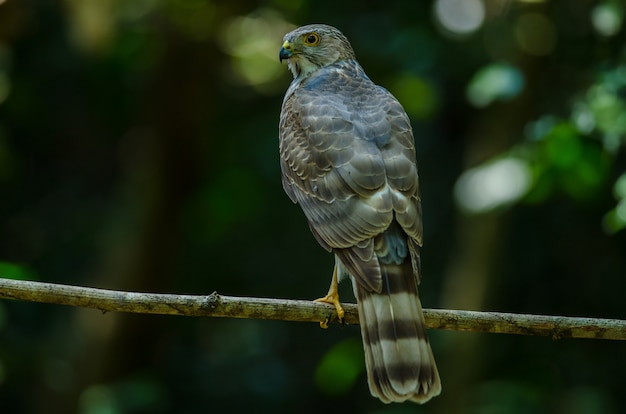 Ястреб-перепелятник (Accipiter virgatus fuscipectus)