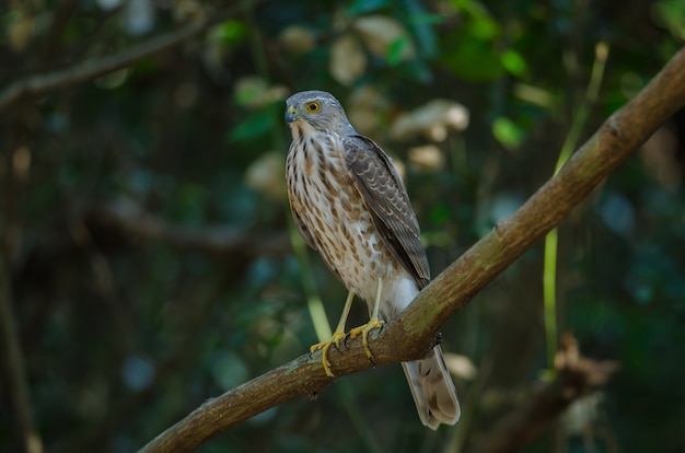 Besra Sparrowhawk (Accipiter virgatus fuscipectus)