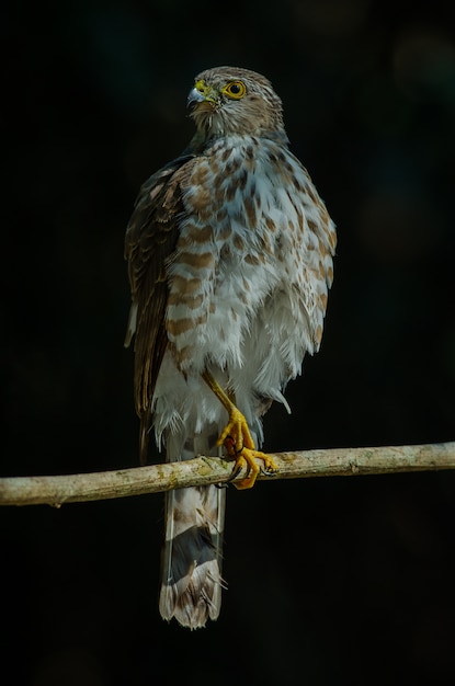 Ястреб-перепелятник (Accipiter virgatus fuscipectus)