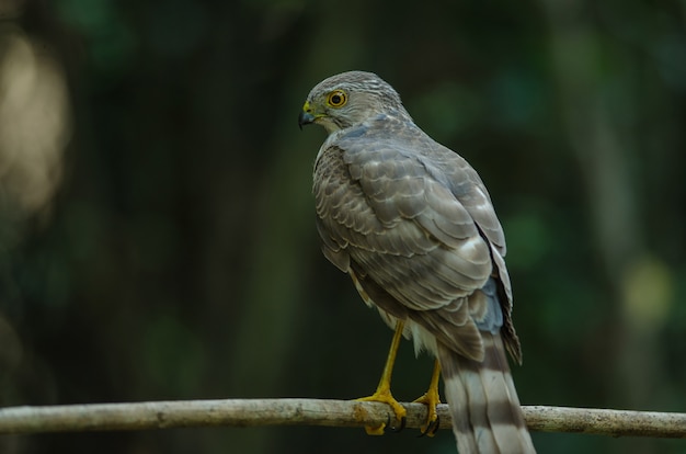 베스 라 스패로우 호크 (Accipiter virgatus fuscipectus)