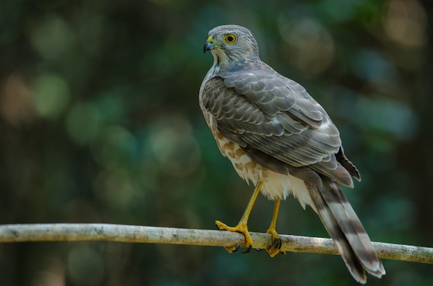 베스 라 스패로우 호크 (Accipiter virgatus fuscipectus)