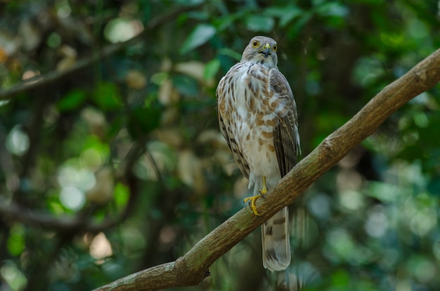 Besra Sparrowhawk (Accipiter virgatus fuscipectus)