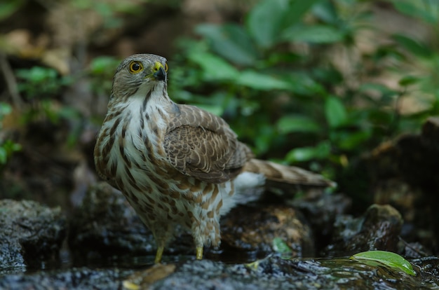 Besra Sperwer (Accipiter virgatus fuscipectus)