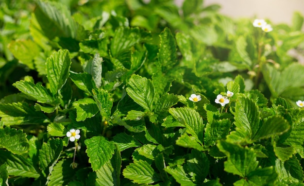 Bessen bloeien met witte bloemen op een zonnige zomerdag Aardbei groeit in de tuin Healthy food concept bovenaanzicht Biologische landbouw Home Gardening