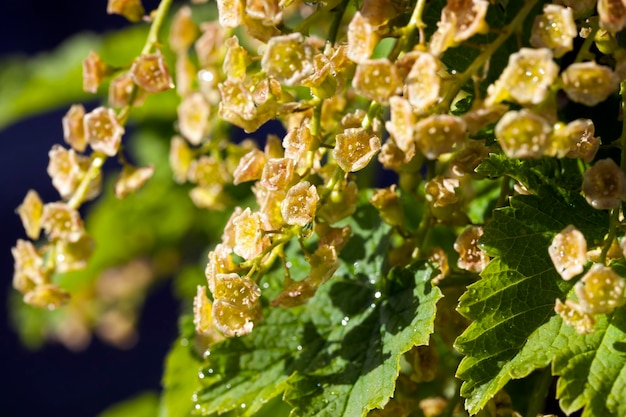 Bessen bloeiend met kleine bloemen in de zomer