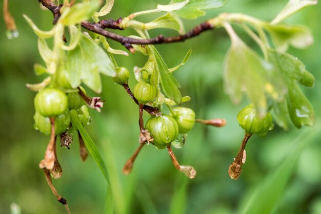 Bessen groeien in de tuin.