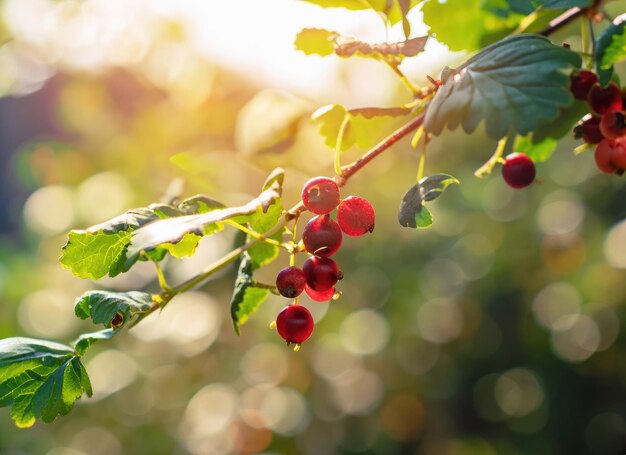 bessen groeien op een boom in de oogsttuin op eeuwige zonneschijn AI gegenereerd